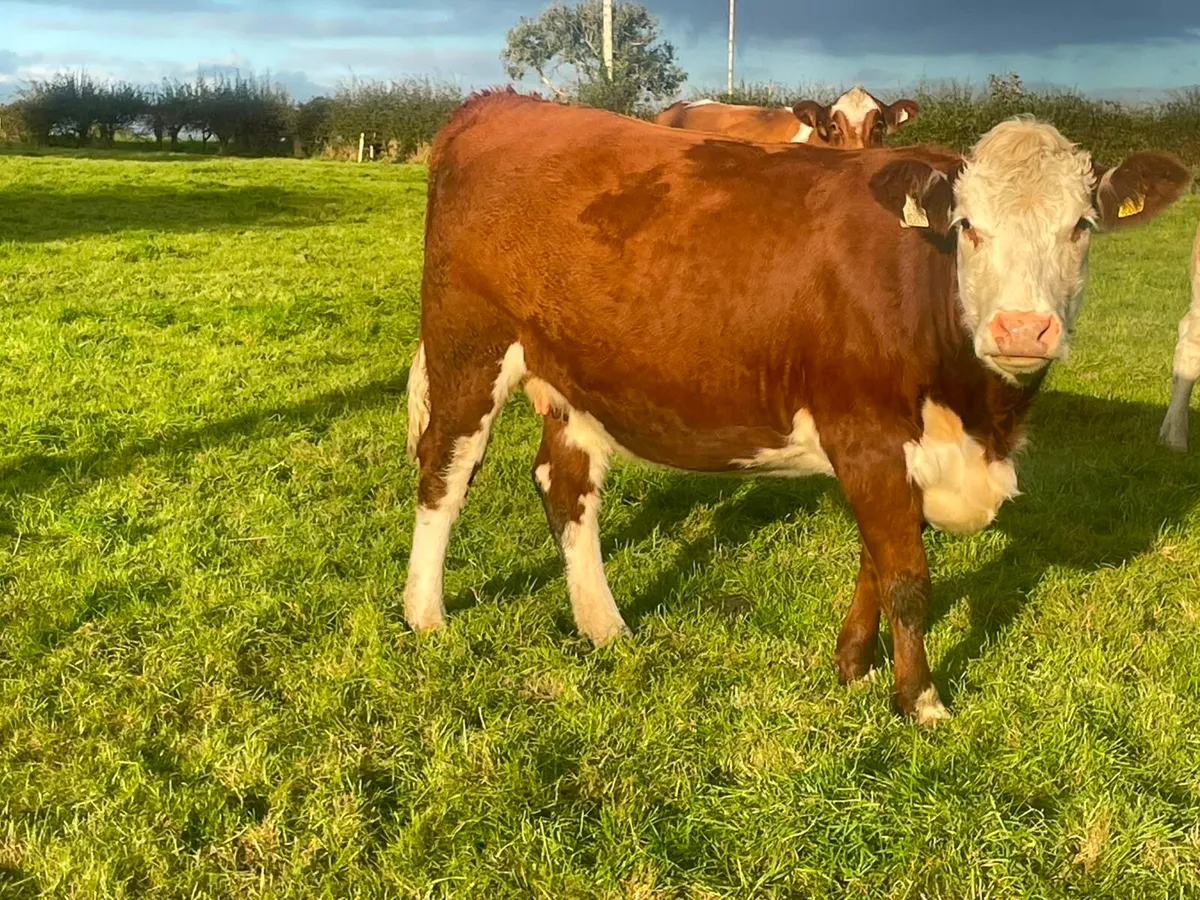 Heifers - Image 2