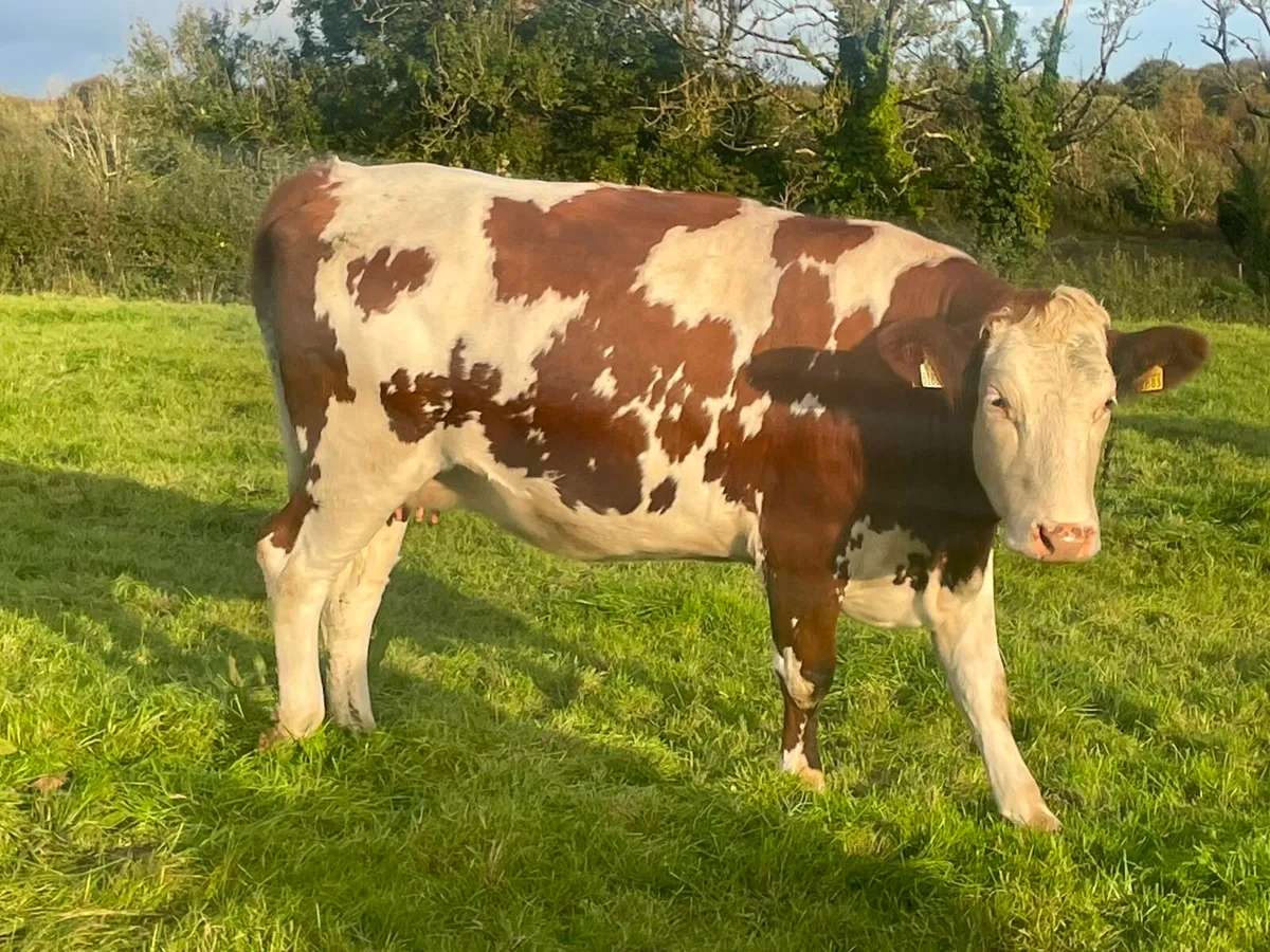 Heifers - Image 3