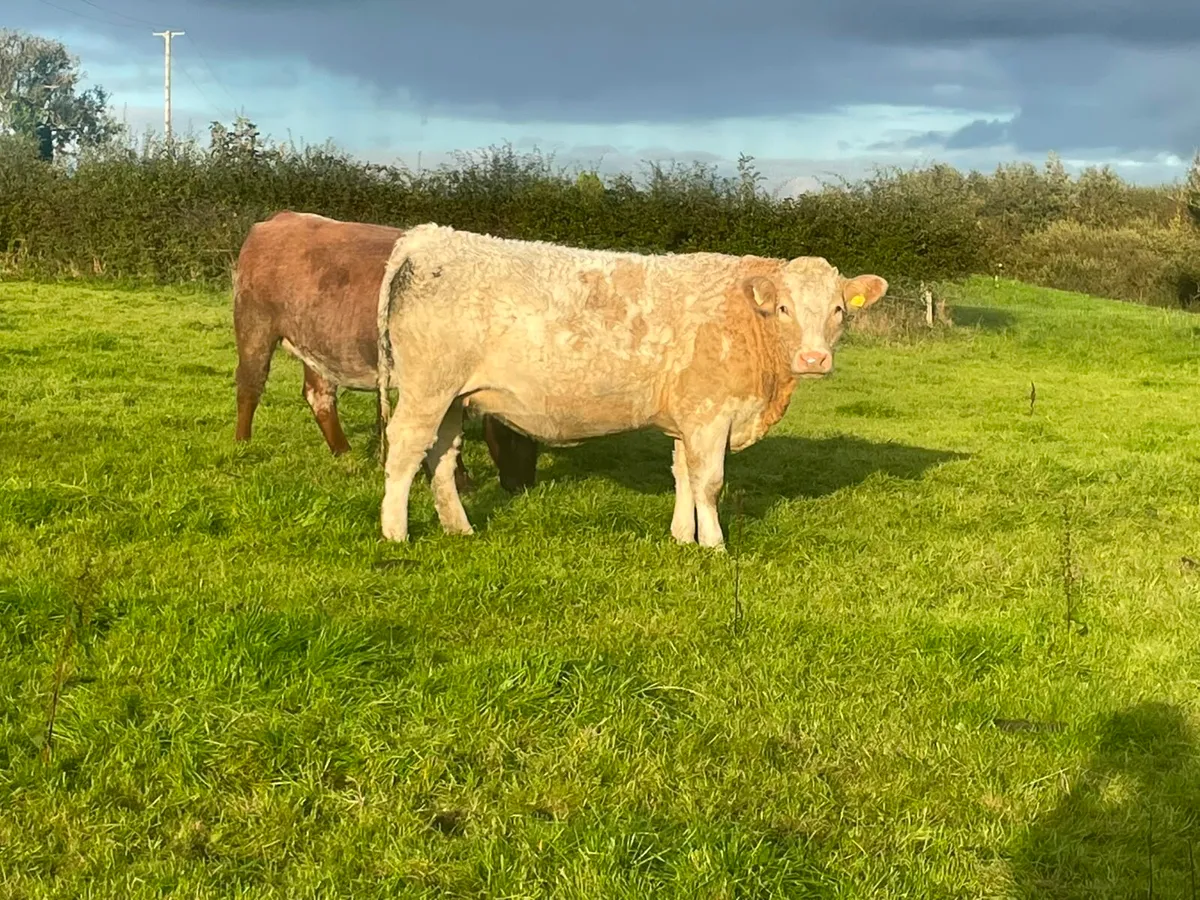 Heifers - Image 4