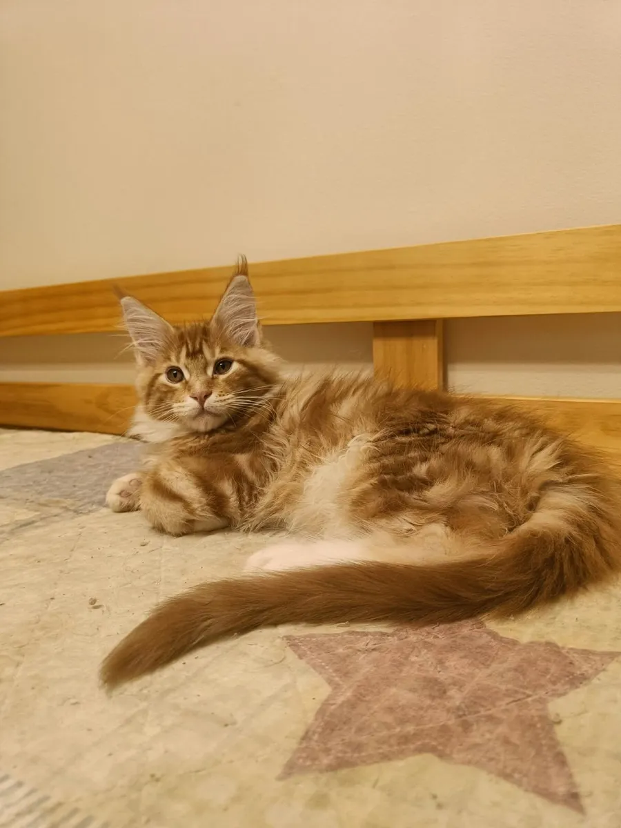 Maine Coon kittens XL for sale - Image 4