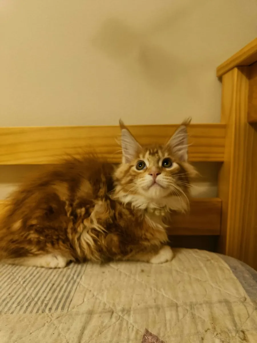 Maine Coon kittens XL for sale - Image 3