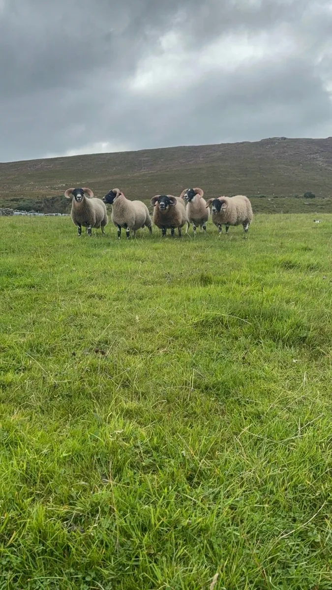 Lanark ram lambs - Image 1
