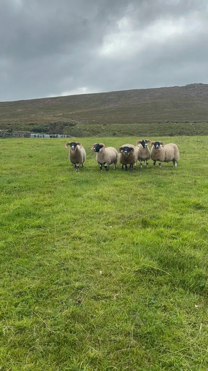 Lanark ram lambs - Image 2