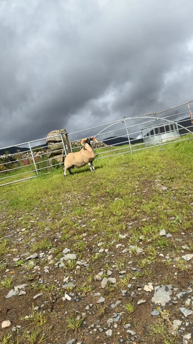 Lanark ram lambs - Image 3
