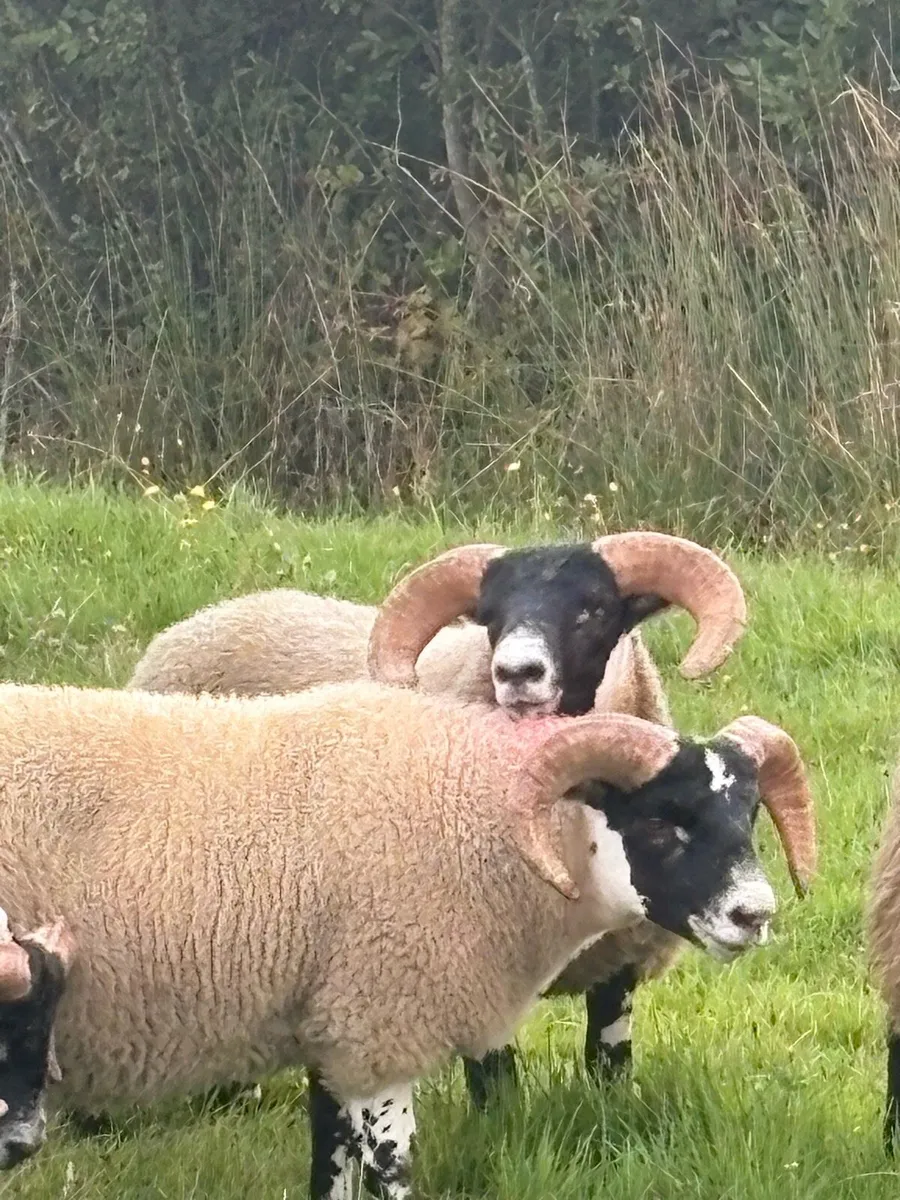 Lanark ram lambs - Image 4