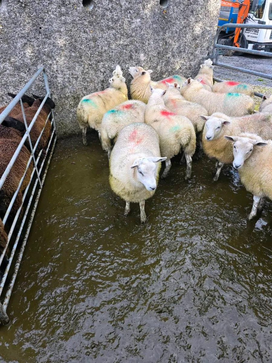 Ewe Lambs - Image 1