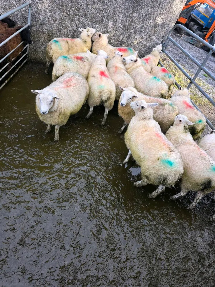 Ewe Lambs - Image 2