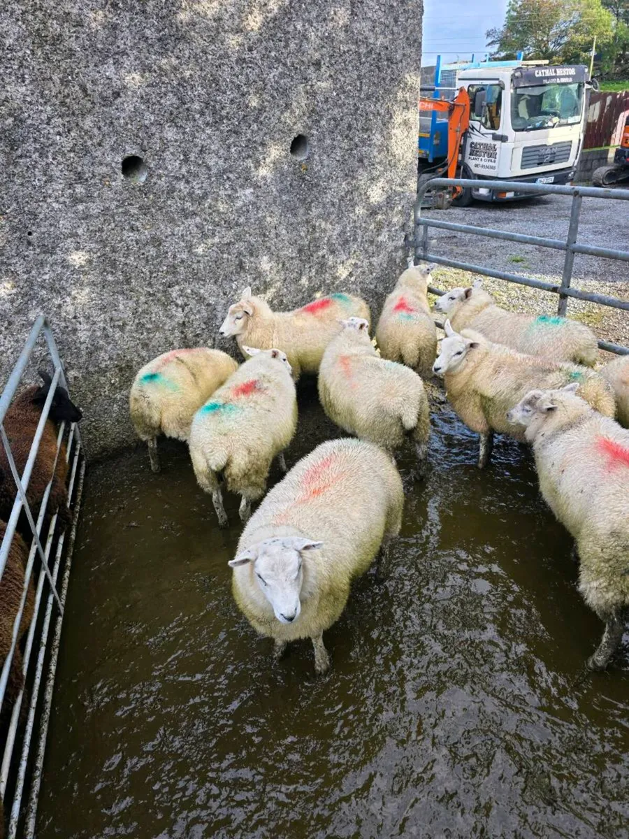Ewe Lambs - Image 3
