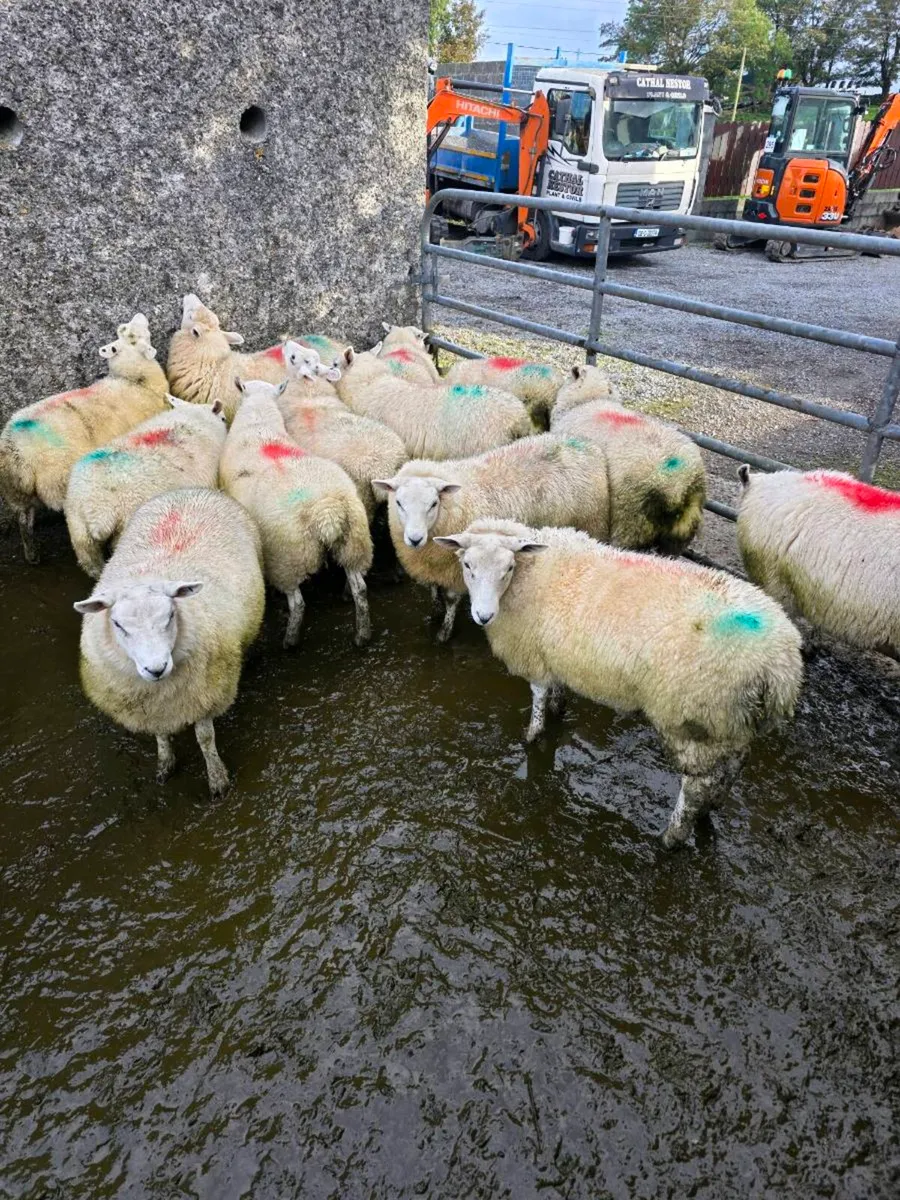 Ewe Lambs - Image 4