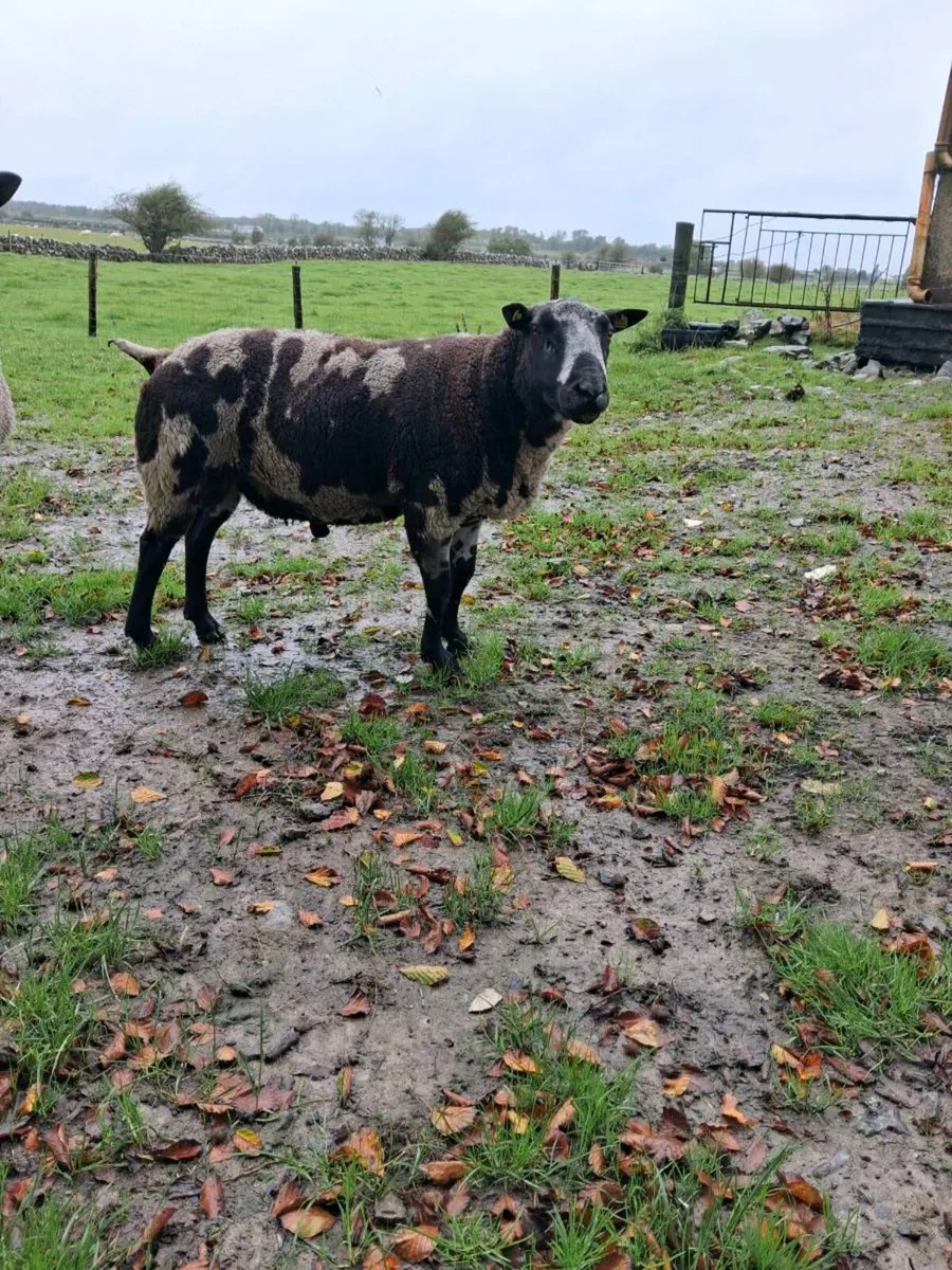 Spotted Dutch Ram - Image 2