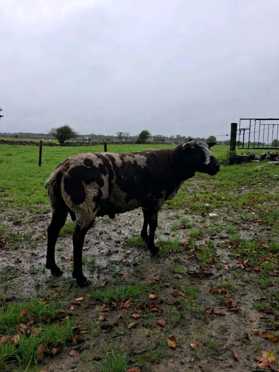 Spotted Dutch Ram - Image 3