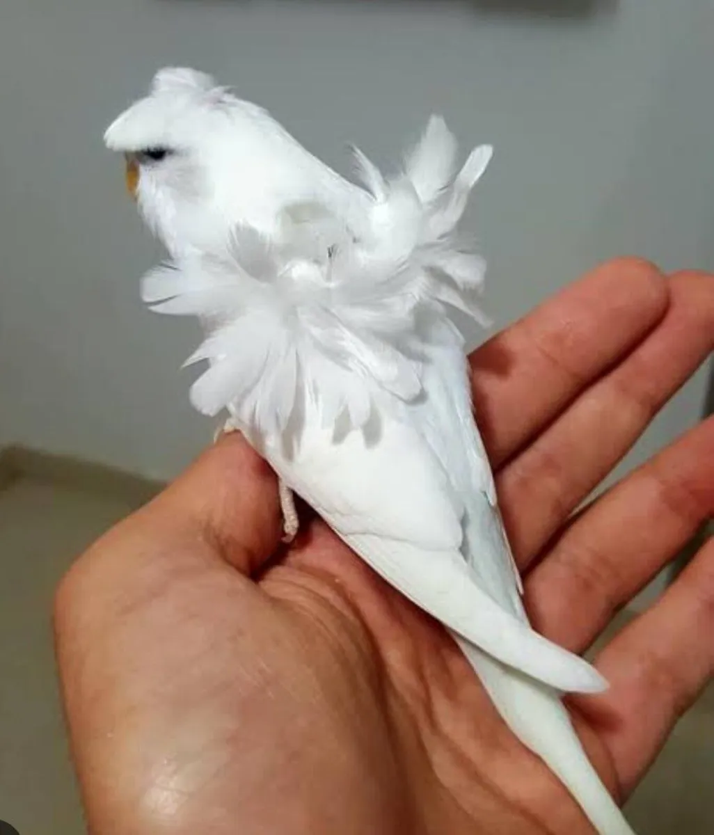 Bird cage - Image 3