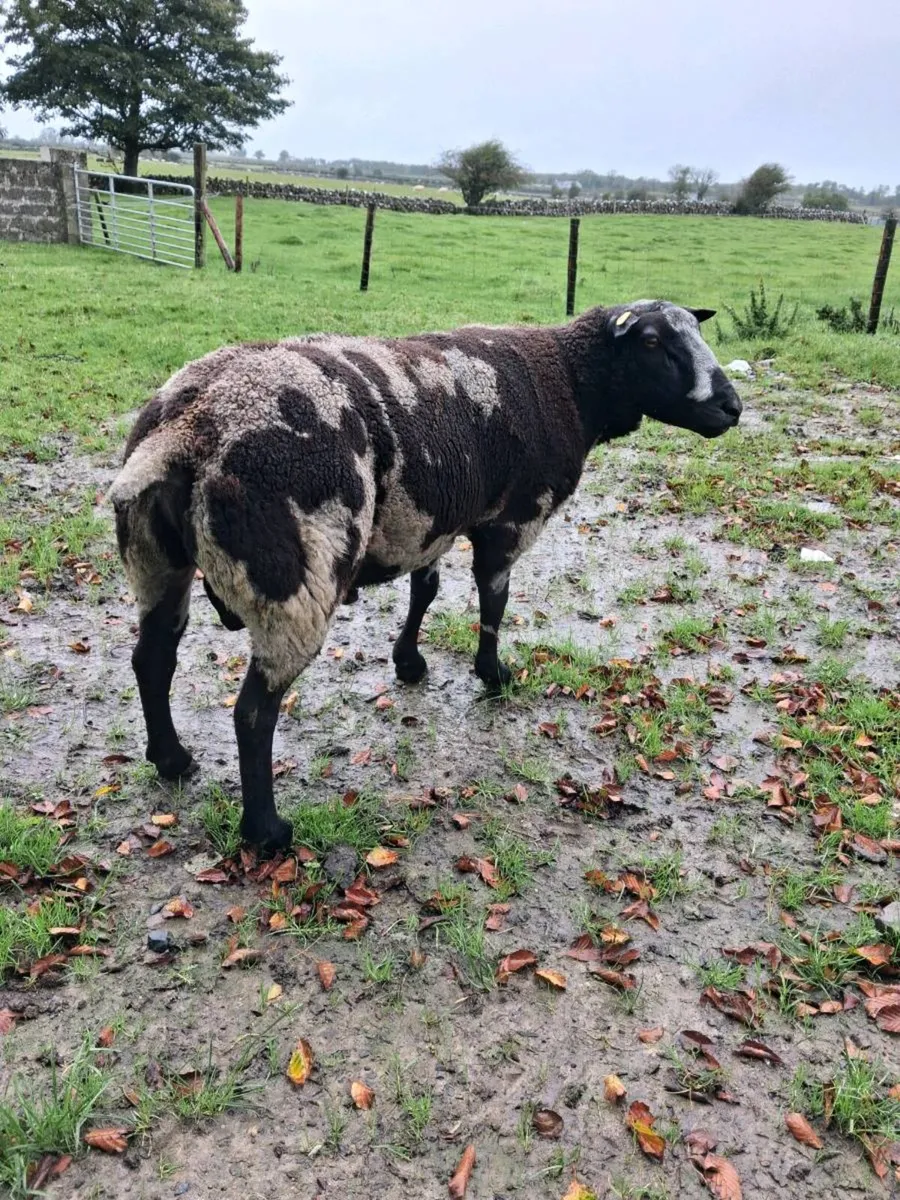 Spotted Dutch Ram - Image 1