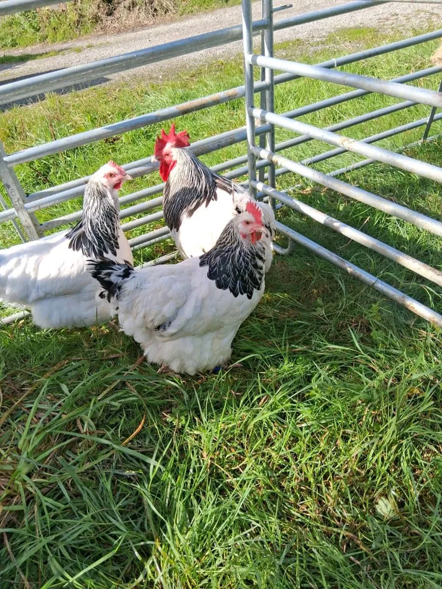 Lavender pekin chicks and hatching eggs available - Image 4