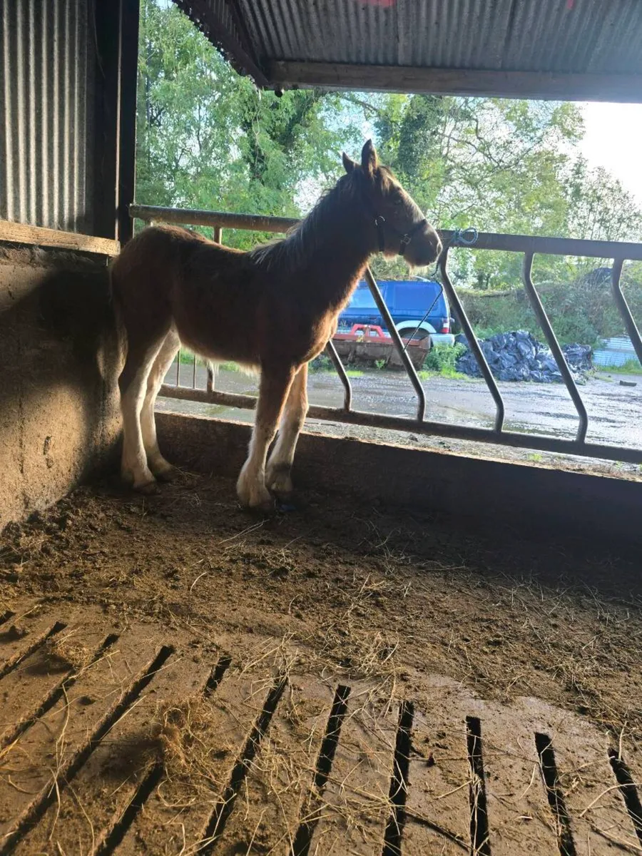 Super Clydesdale x cob colt foal for sale - Image 3