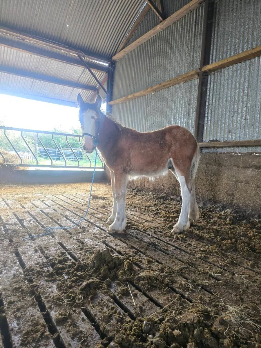 Super Clydesdale x cob colt foal for sale - Image 1