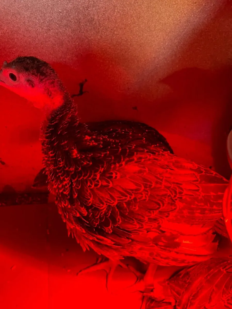 Turkeys - Image 1