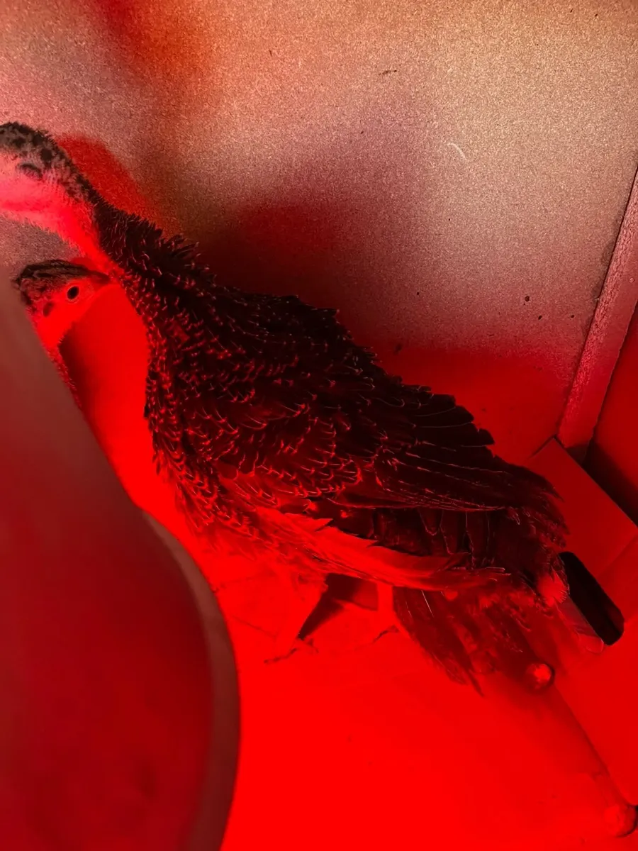 Turkeys - Image 2