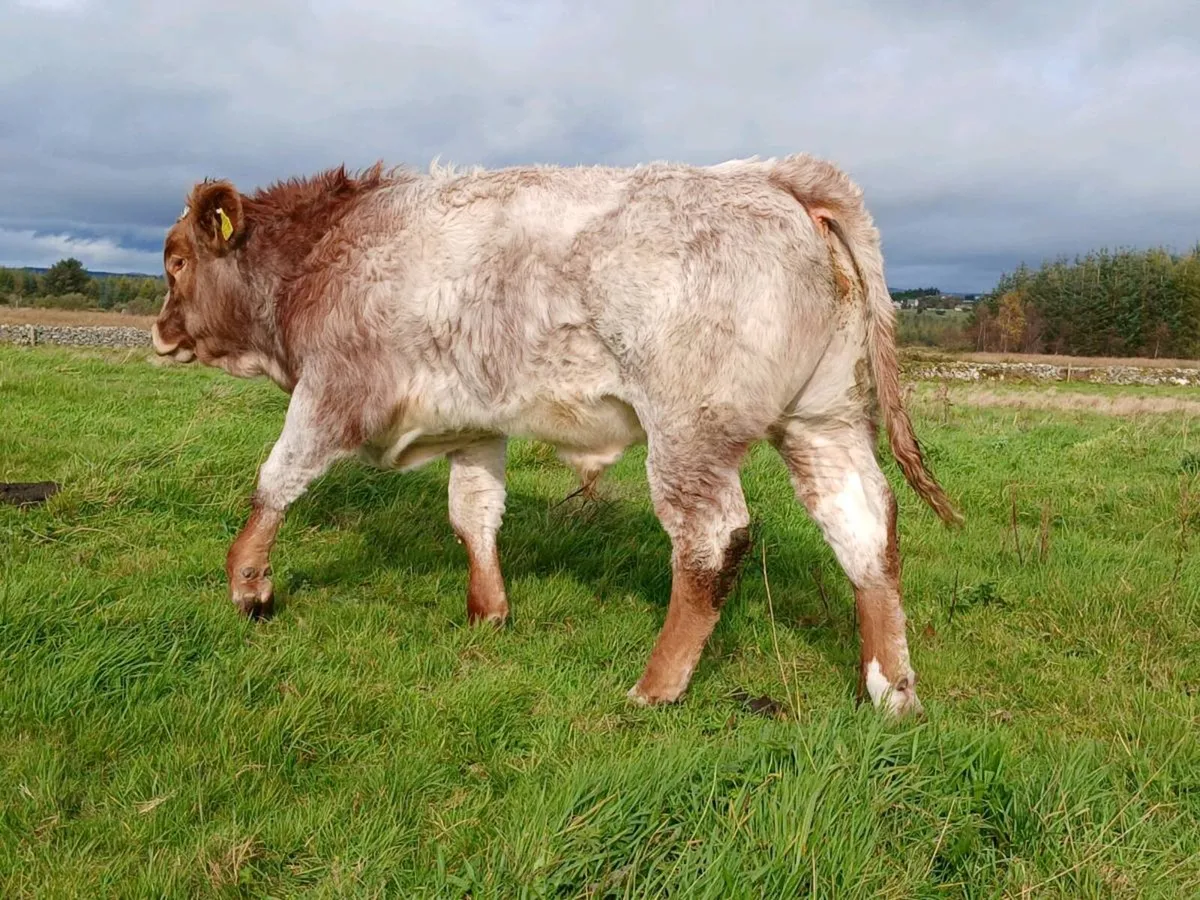 Weanlings Balla Mart Tues 13th Oct - Image 2