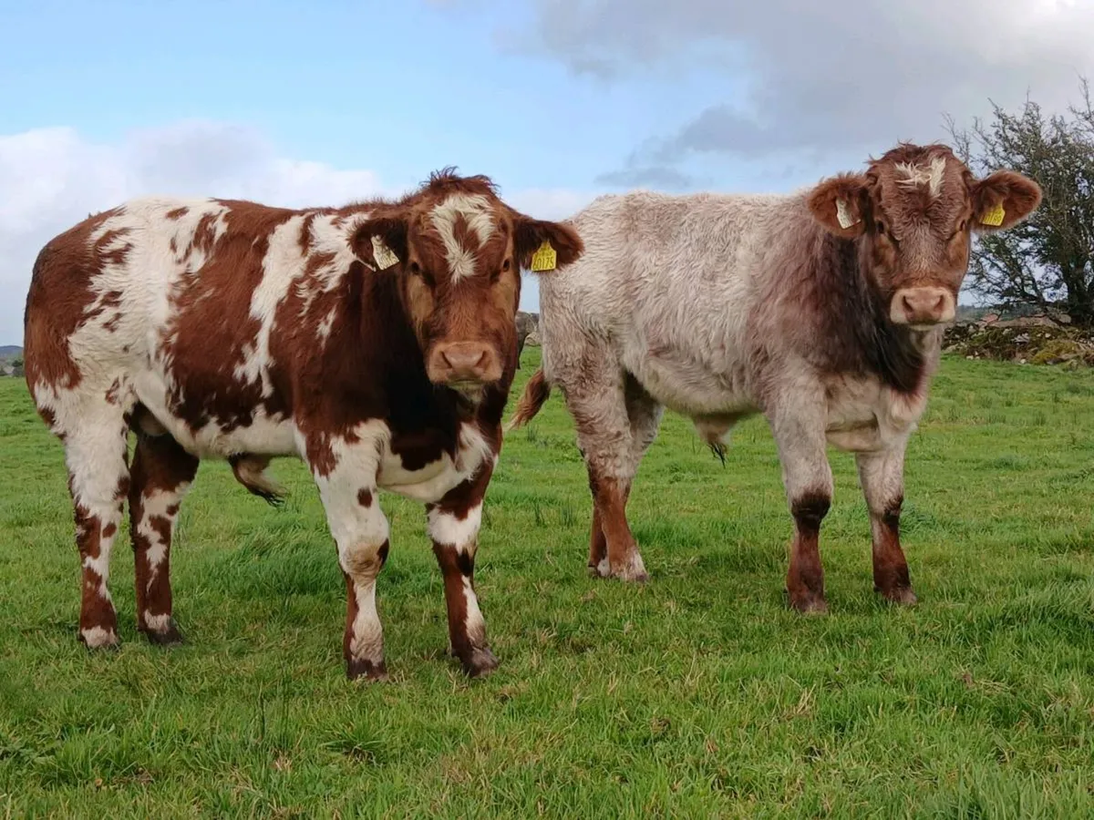 Weanlings Balla Mart Tues 13th Oct - Image 1