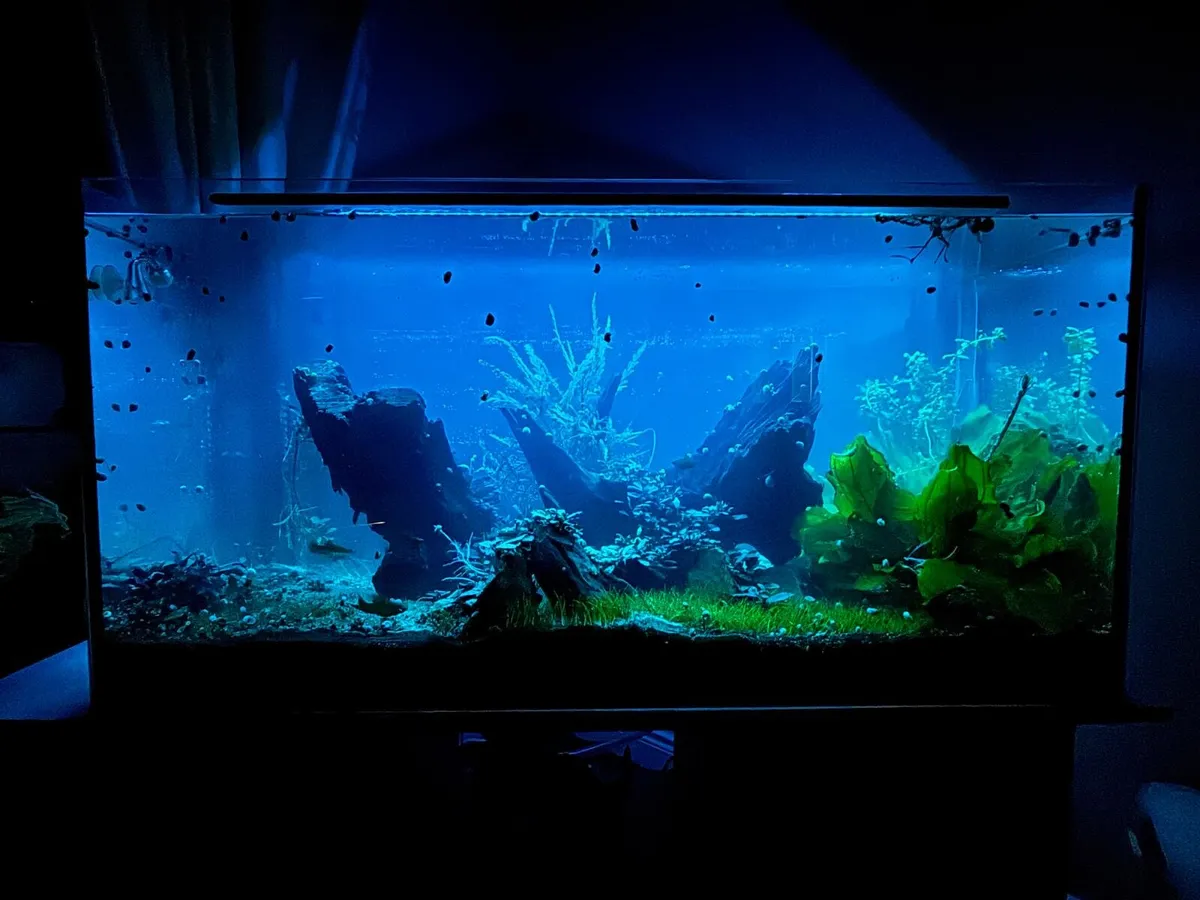 STUNNING AQUARIUM SETUP - Image 2