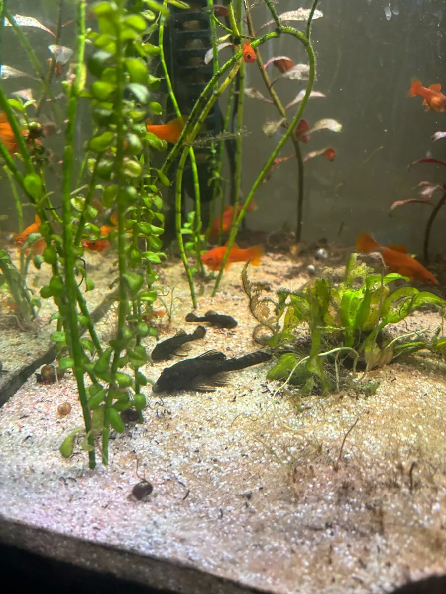 STUNNING AQUARIUM SETUP - Image 4