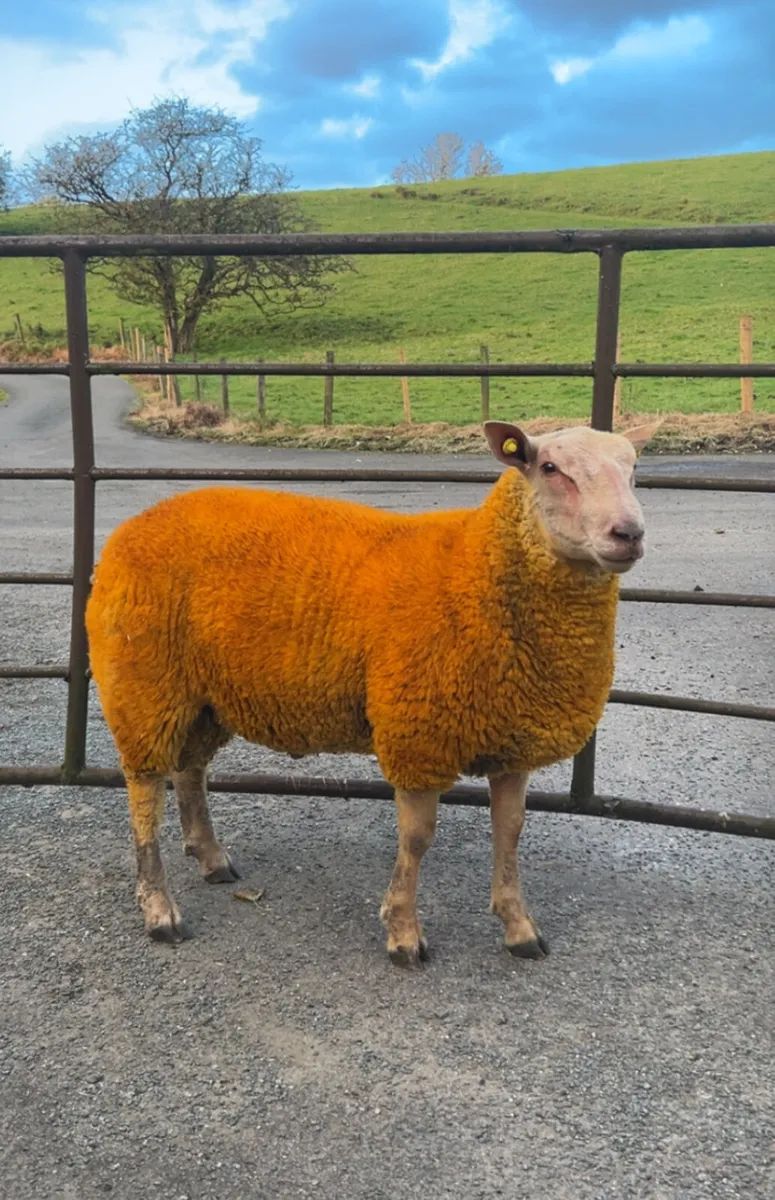 Pedigree charollais ram lambs for sale - Image 1