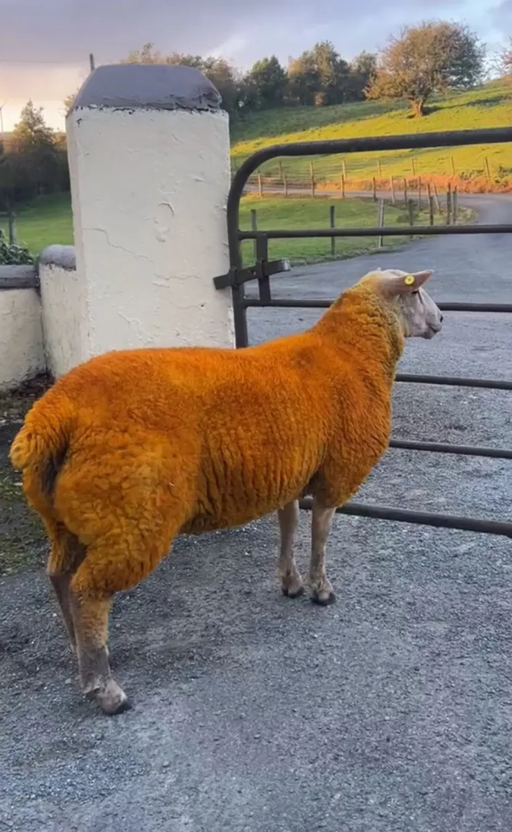 Pedigree charollais ram lambs for sale - Image 2