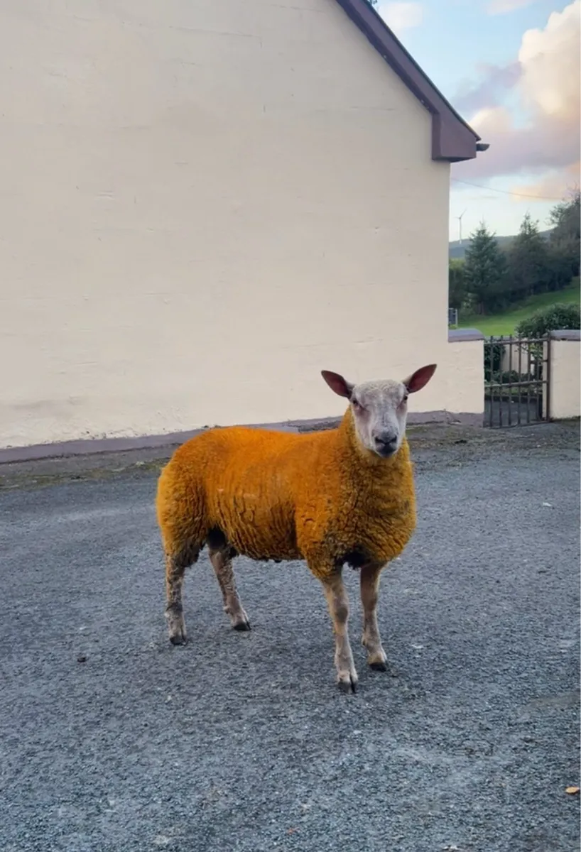 Pedigree charollais ram lambs for sale - Image 3