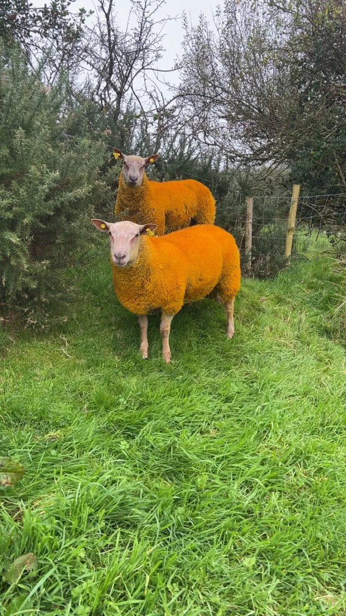 Pedigree charollais ram lambs for sale - Image 4