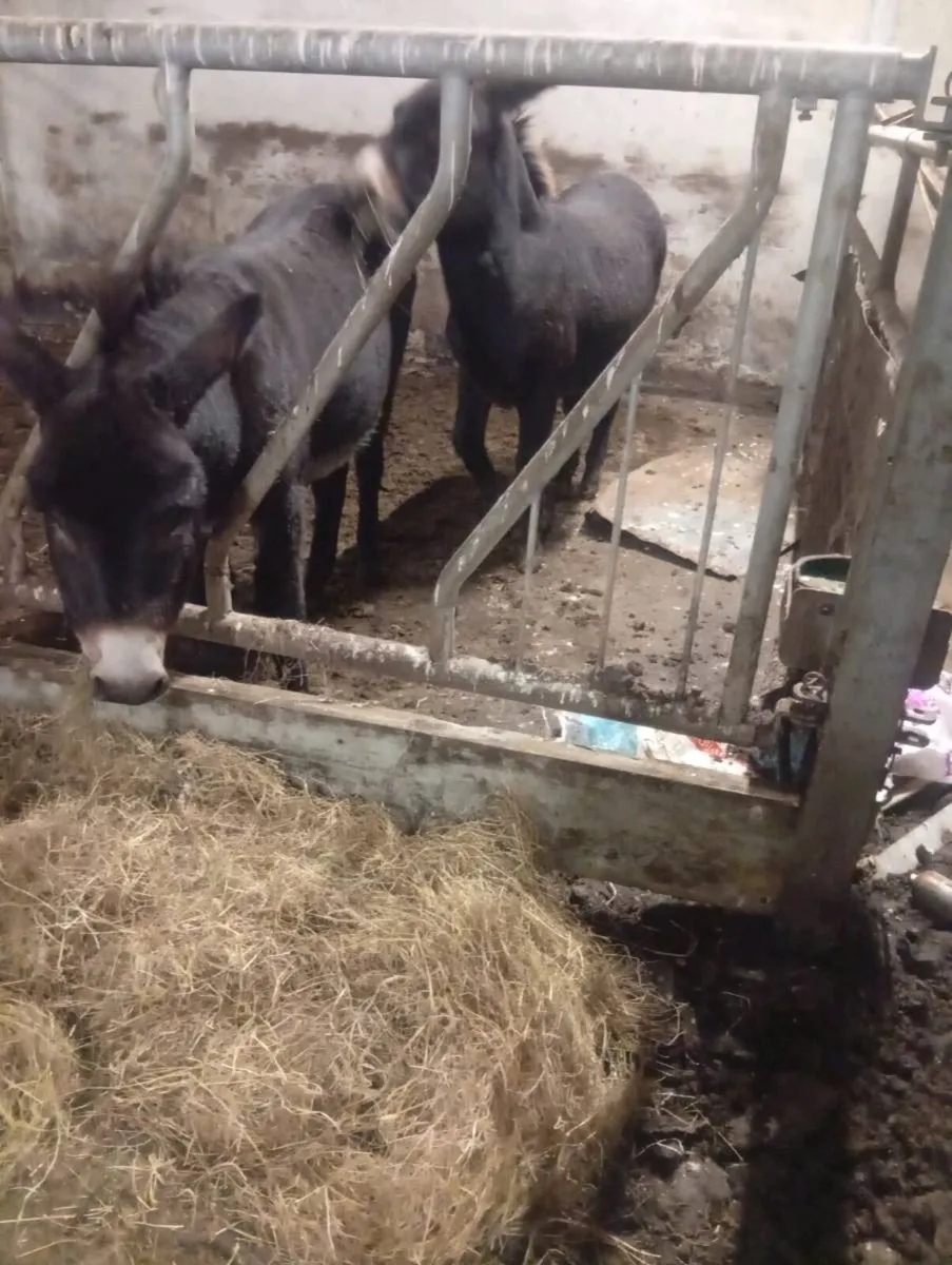 Gelding donkeys - Image 1