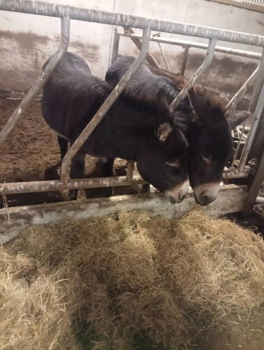 Gelding donkeys - Image 2