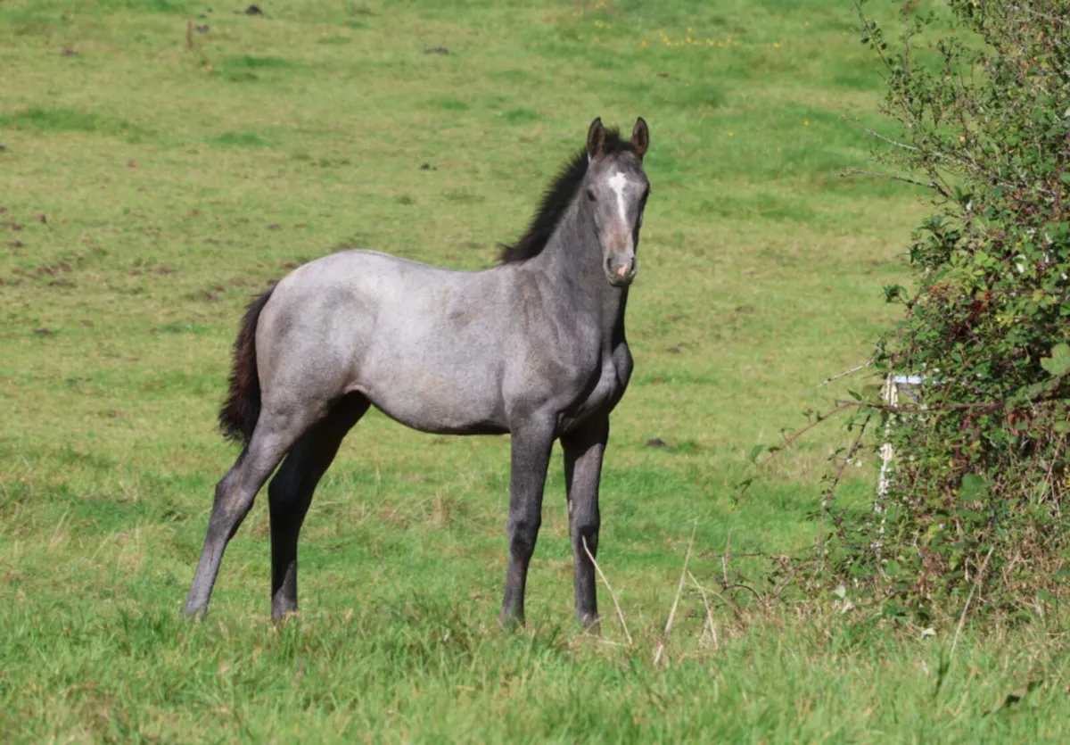 Dominator Z X Casall Filly - Image 1