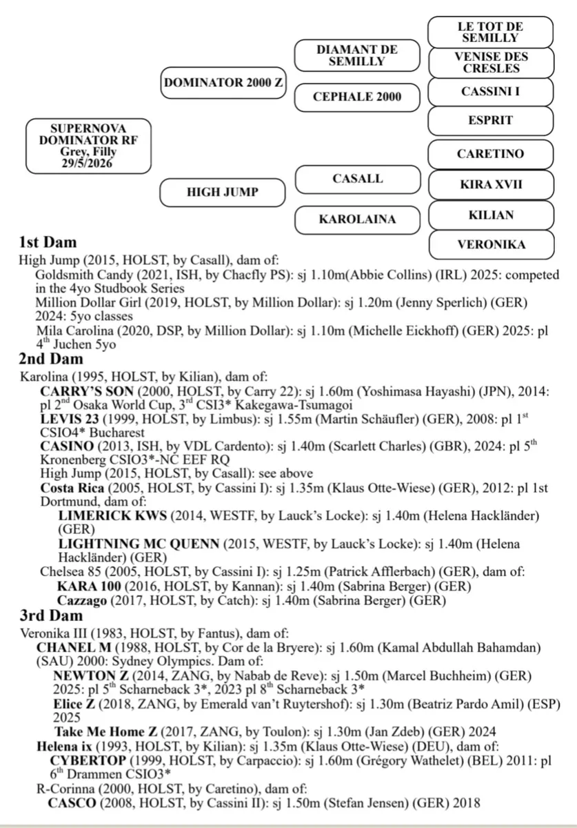 Dominator Z X Casall Filly - Image 2