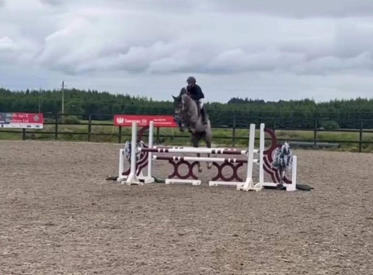 Dominator Z X Casall Filly - Image 4