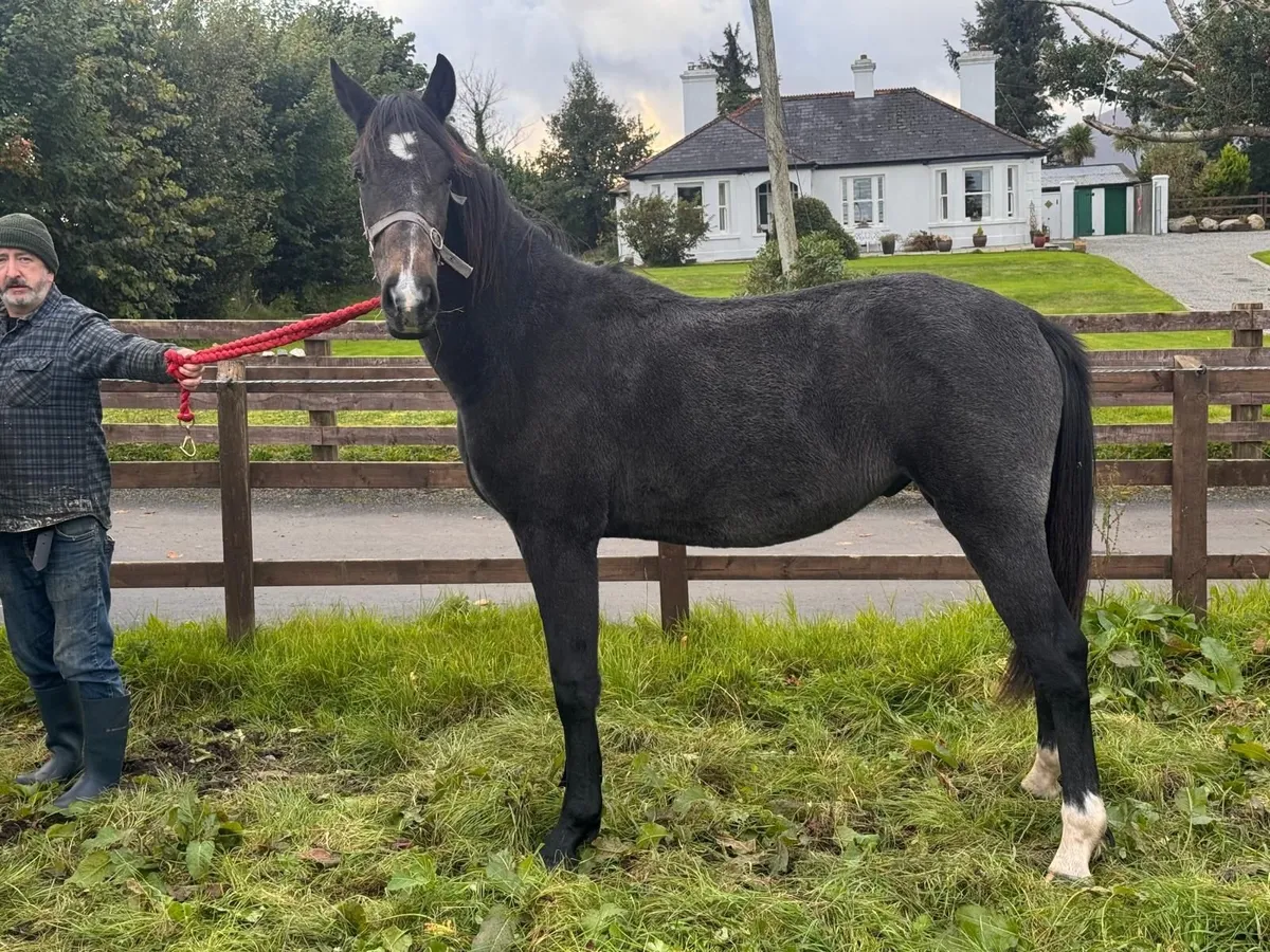 Sligo Candy Boy Yearling - Image 1