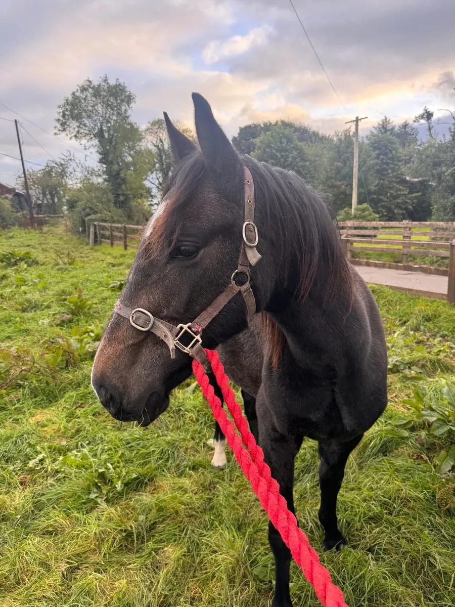 Sligo Candy Boy Yearling - Image 2