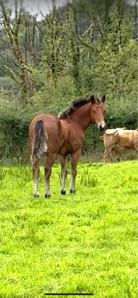 Connemara Colt Foal - Image 1