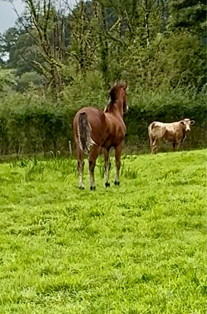 Connemara Colt Foal - Image 2