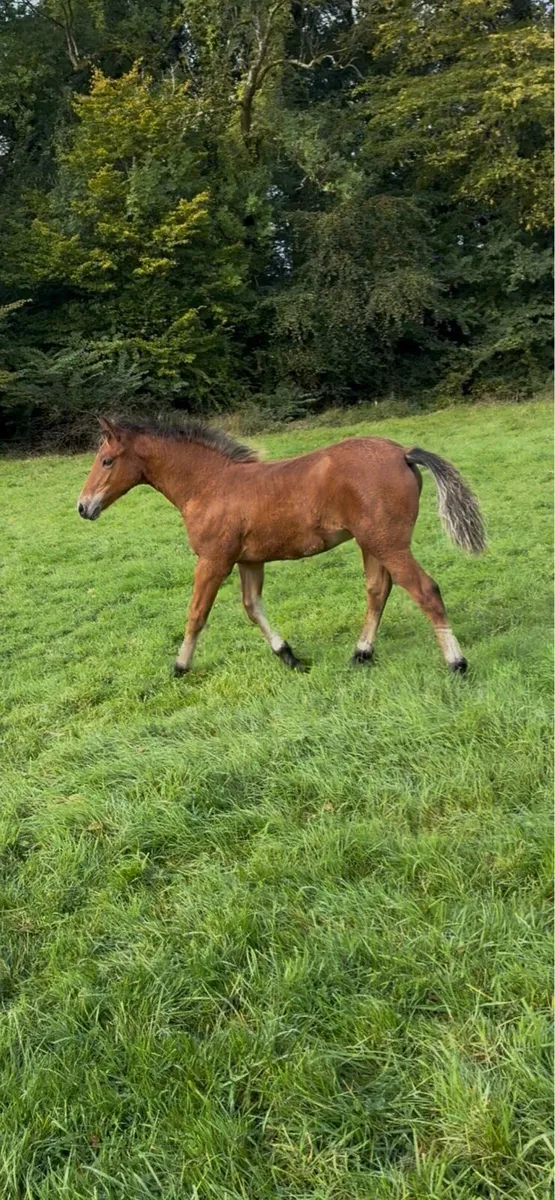 Connemara Colt Foal - Image 3
