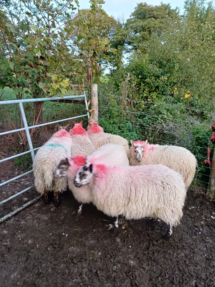 Ewe lambs - Image 2