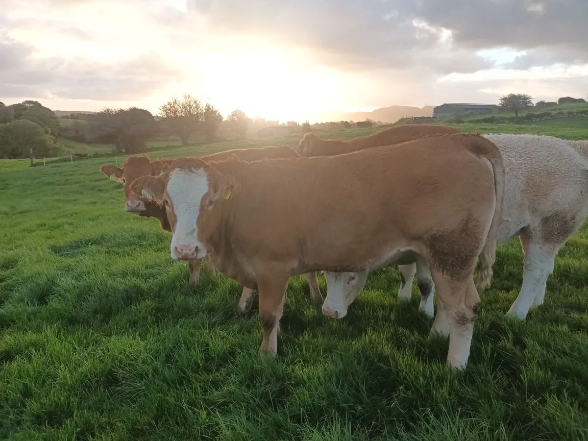 Continental Heifers - Image 2