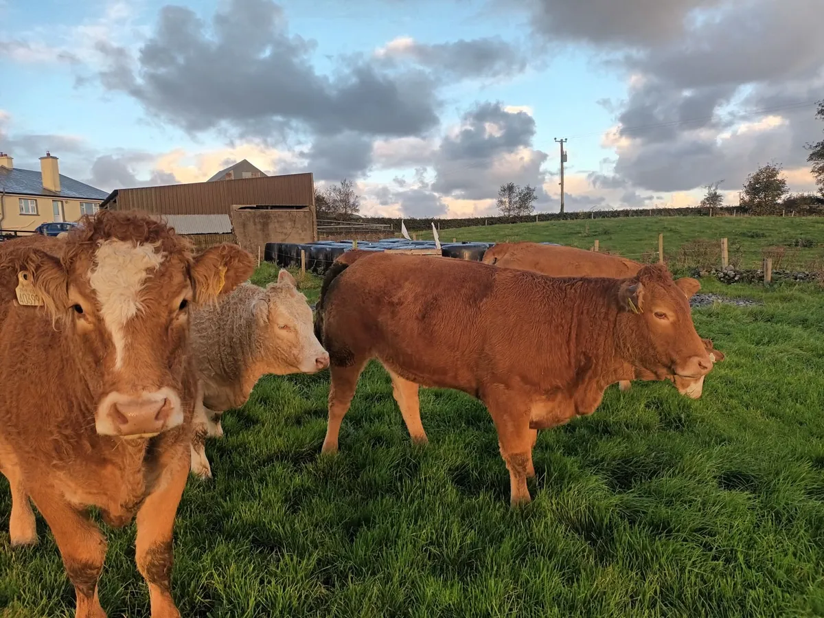 Continental Heifers - Image 3