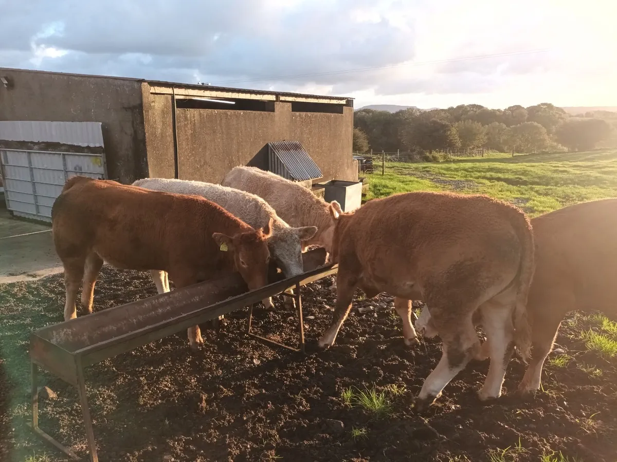 Continental Heifers - Image 4
