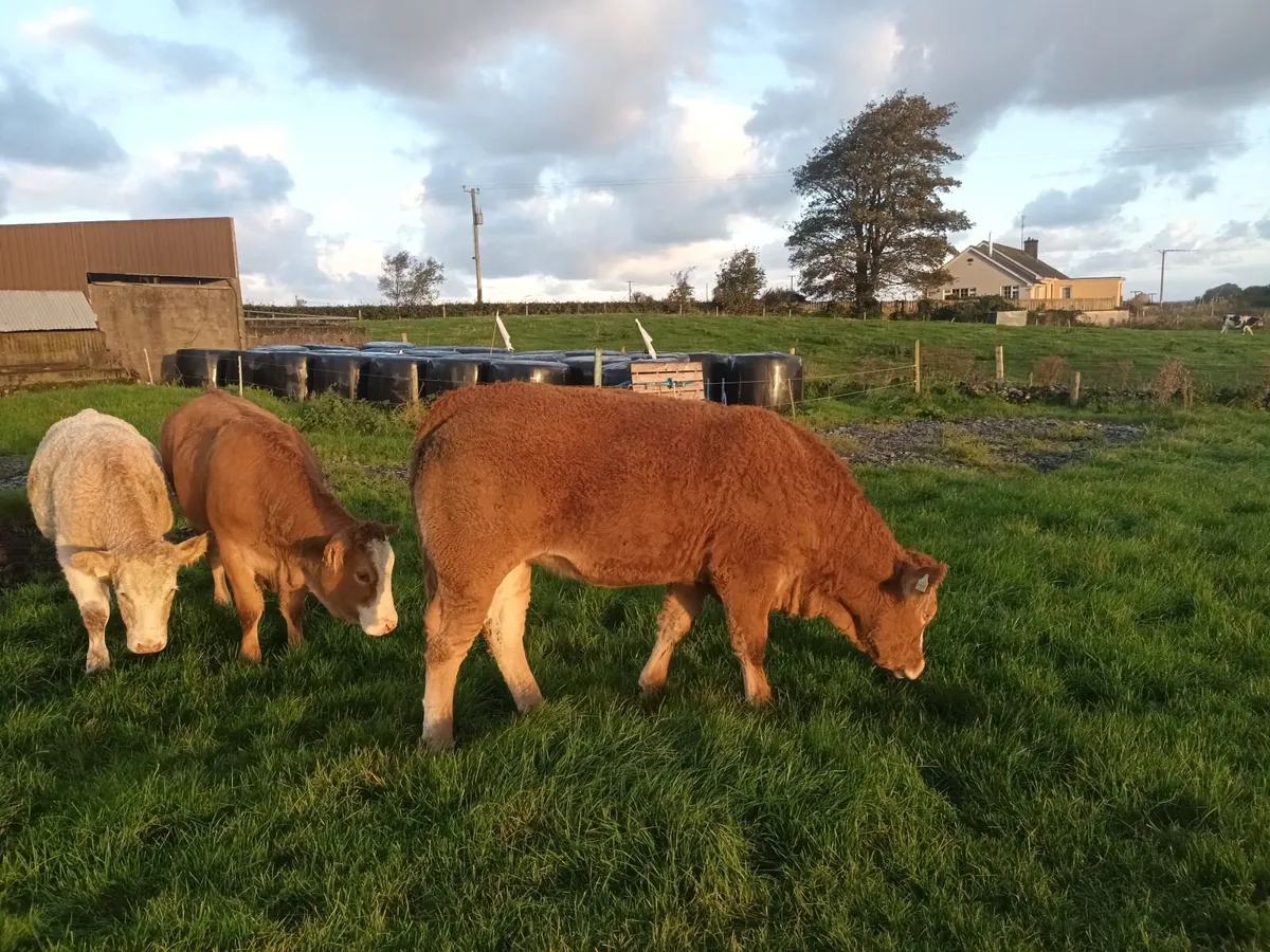 Continental Heifers - Image 1