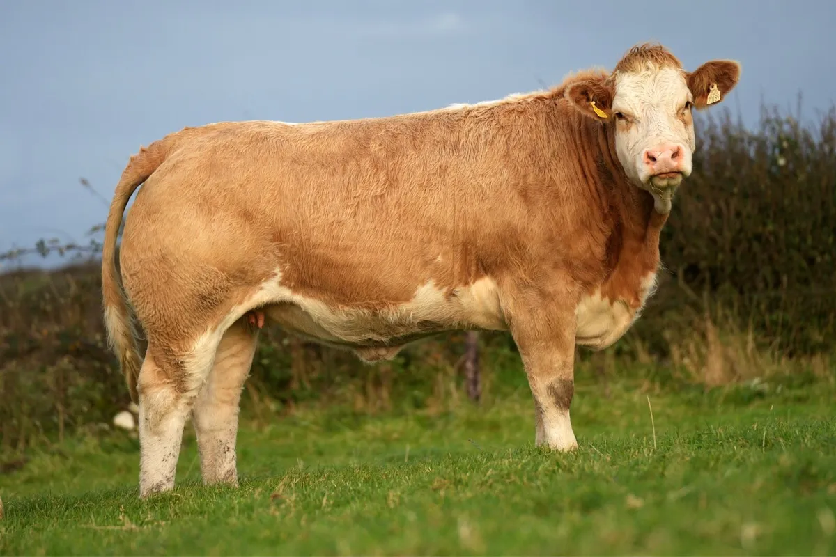 Outstanding Incalf Heifers - Ballymote Mart 🔥 - Image 1