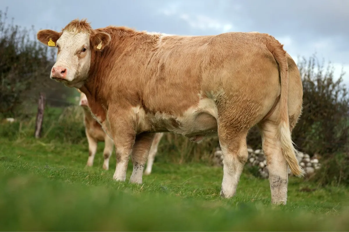 Outstanding Incalf Heifers - Ballymote Mart 🔥 - Image 2