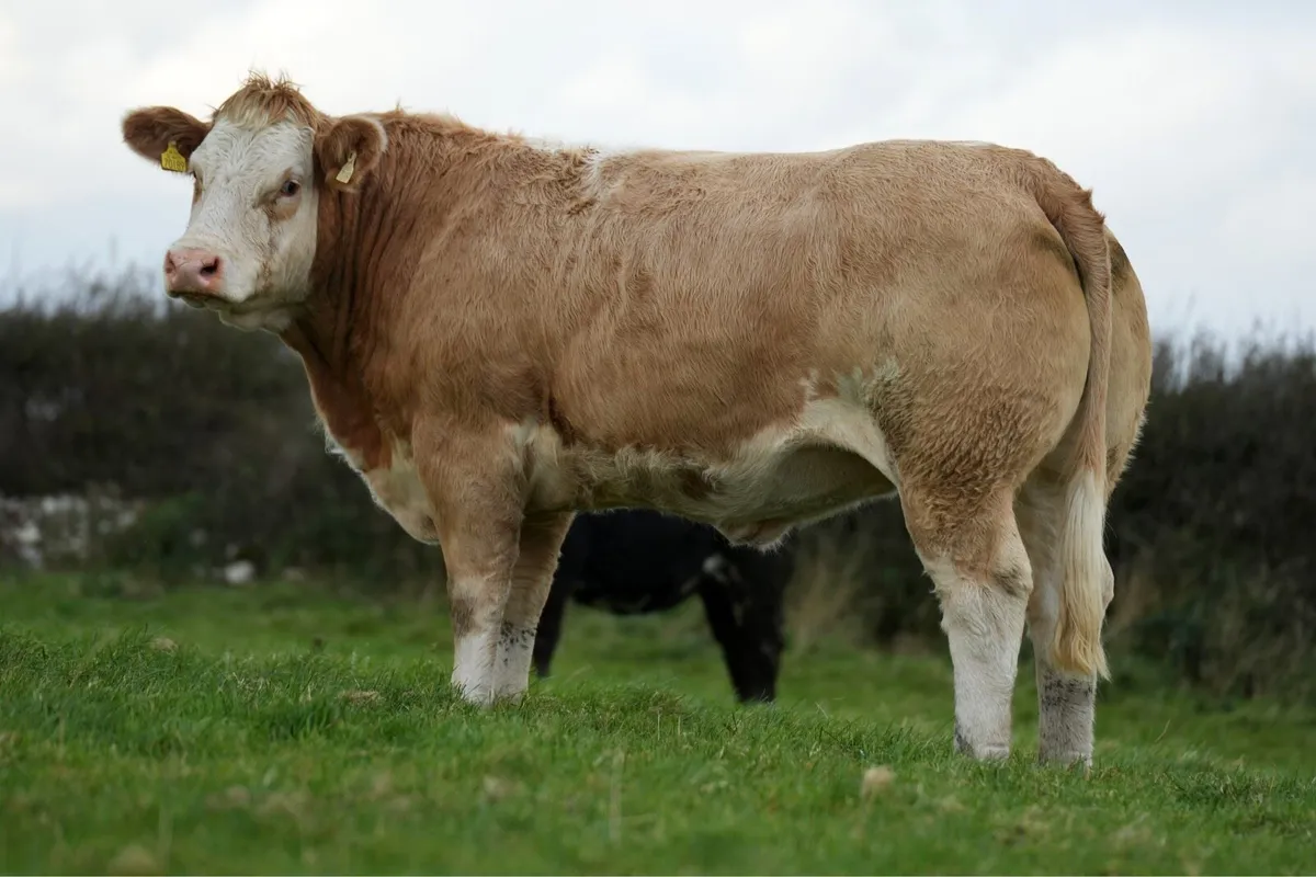Outstanding Incalf Heifers - Ballymote Mart 🔥 - Image 4