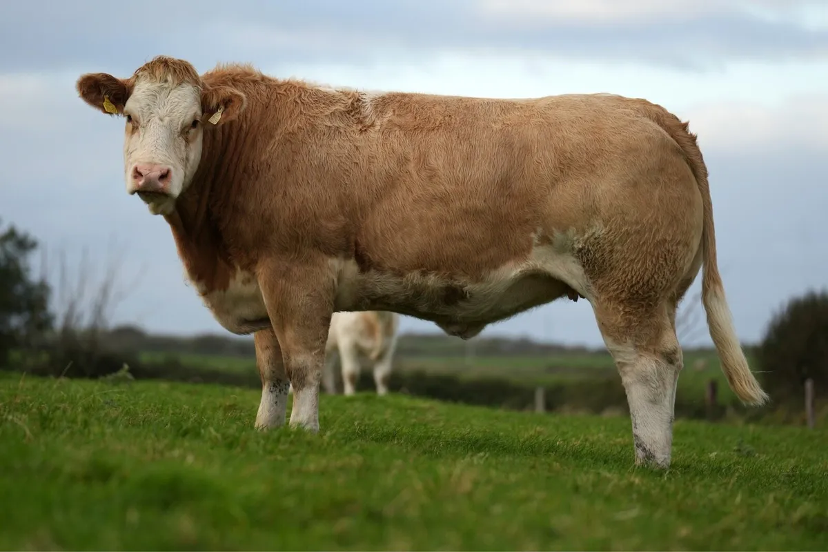 Outstanding Incalf Heifers - Ballymote Mart 🔥 - Image 3