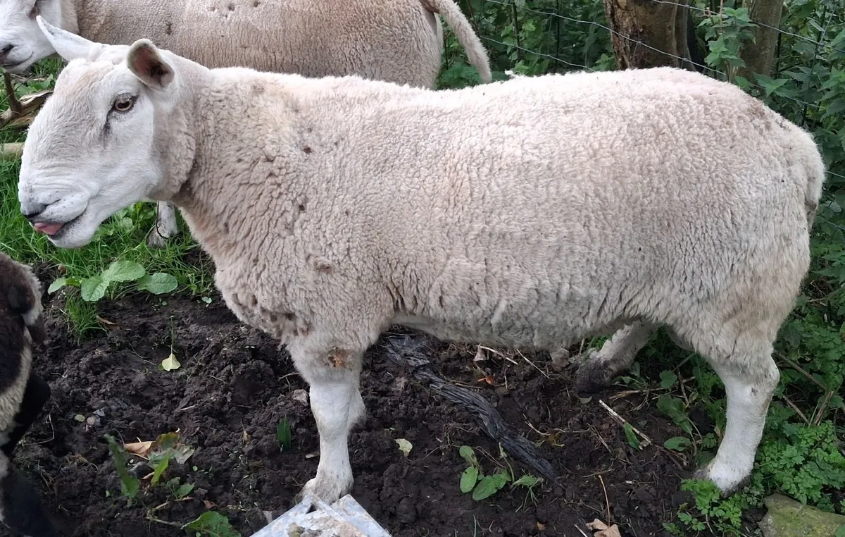 Cheviot Ram - Image 1